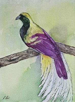 B000075 Paradiesvogel 2019, 21 x 28 cm, Aquarell auf Maltuch, 88 €