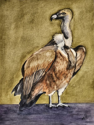 B000257 Gänsegeier 2023, 30 x 40 cm, Aquarell auf Papier, 210 €