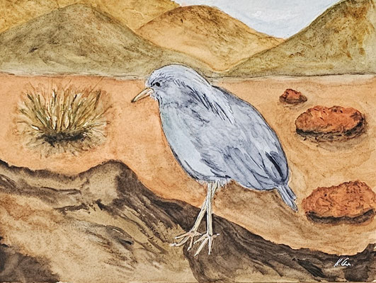B000116 Kagu 2020, 32 x 24 cm, Aquarell auf Papier, 112 €