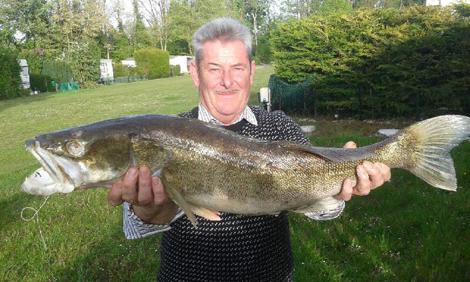 Très beau sandre de 80 cm pris au Domaine de la Grenouillère Frise