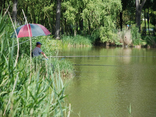 Un pêcheur sou son parasol à la Grenouillère Frise camping pêche Somme