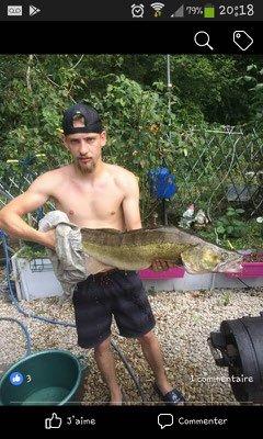 Un magnifique sandre de 85cm  à la Grenouillère Frise camping pêche Somme