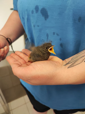 Hungriger Vogel im Vogelschutzzentrum, Foto: Rainer Schurr