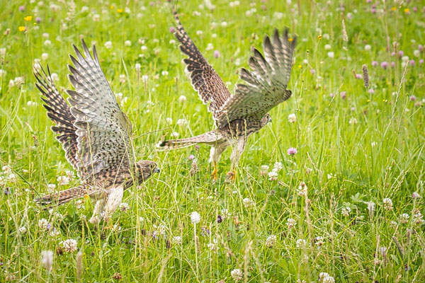 Freilassung von zwei Turmfalken, Foto: Rainer Schurr