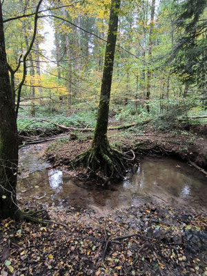 Bärenbachtobel, Foto: NABU Göppingen