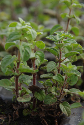 Les Herbes du Moulin – Tisanes et aromates bios cultivés en Gironde