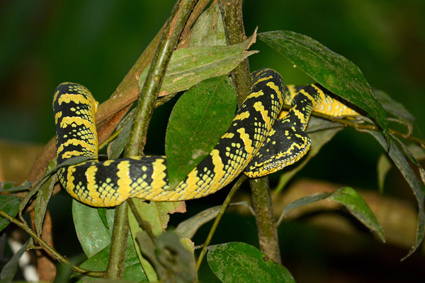 Wagler's Pit Viper, Bukit Lawang, Sumatra, Indonesia, 2014