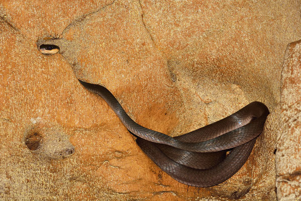 Cobra in Bat Cave, Sumatra, Indonesia, 2014
