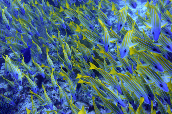 Blue striped yellow snapper, Maldives