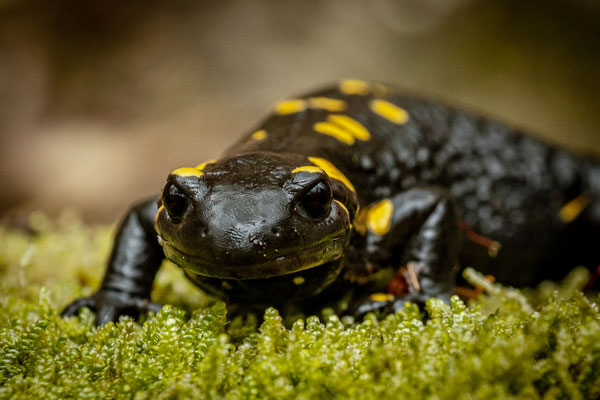 Fire Salamander, Ticino, Switzerland, 2021