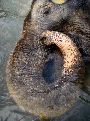 Tangkahan, Sumatra, Indonesia, 2014