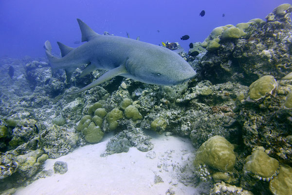 Nurse shark, Maldives