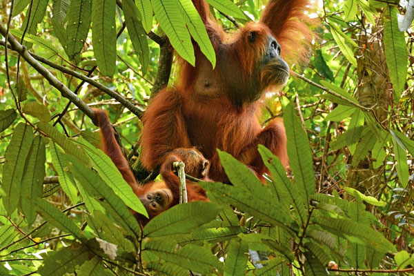 Orangutan with Baby, Gunung Leuser National Park, Sumatra, Indonesia, 2014