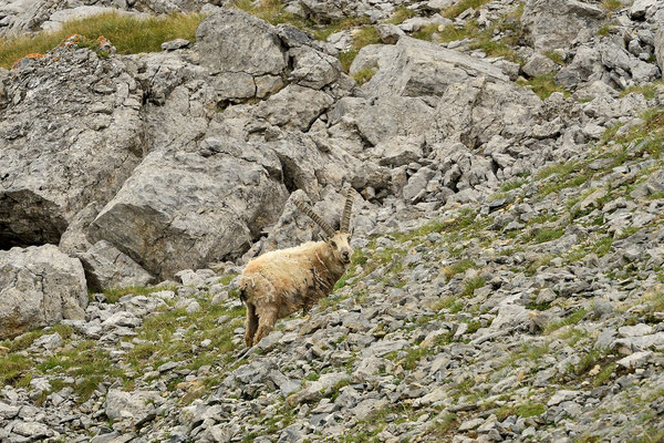 Alpine Ibex, Swiss National Park, Switzerland, 2018