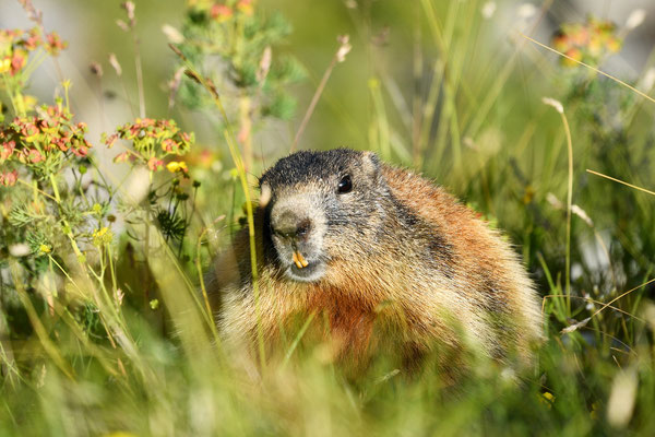 Marmot, Val Trupchun, Swiss National Park, Switzerland, 2018