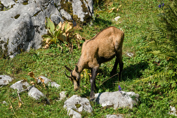 Chamois, Switzerland, 2021