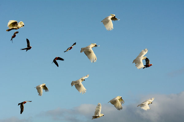Cockatoos and Gahlas, Great Otway National Park, Australia, 2014