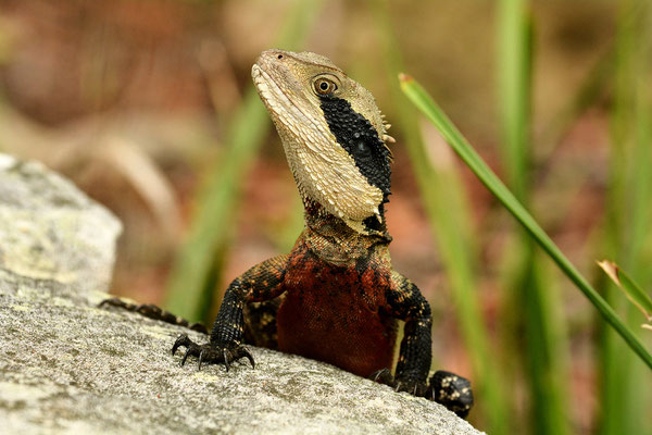 Eastern Water Dragon, Lane Cove National Park, Sydney, Australia, 2014