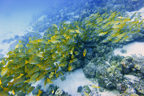 Blue striped yellow snapper, Maldives