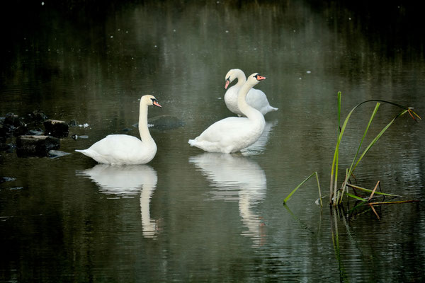 Swans on Lower Lough Erne, Northern Ireland, 2014