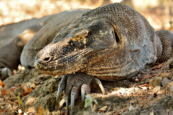 Komodo Dragon, Komodo Island, Indonesia, 2014