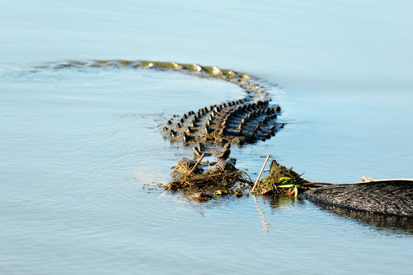 Estuarine Crocodile with Prey (Wild Boar), Kakadu National Park, Australia, 2017