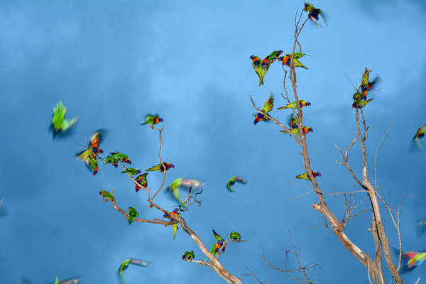 Rainbow Lorikeets on Tree, Anna Bay, Australia, 2014