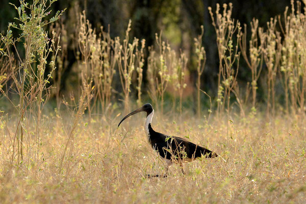 Straw Necked Ibis, El Questro, Australia, 2017