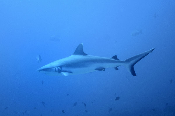 Grey reef shark, Maldives