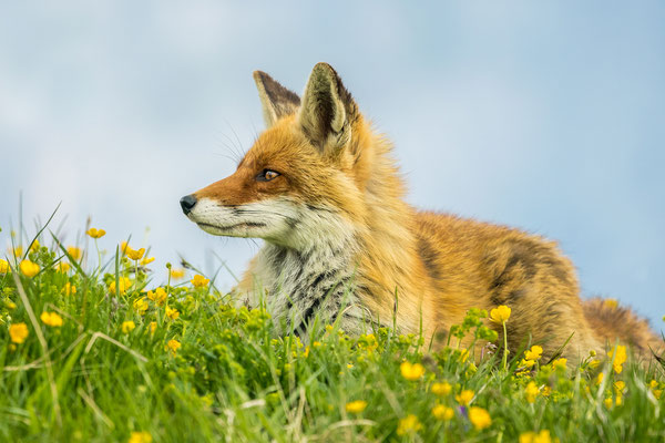 Red Fox, Grindelwald, Switzerland, 2018