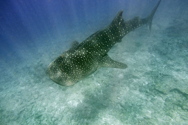 Whale shark, Maldives