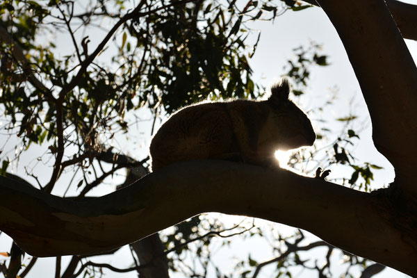 Koala, Great Otway National Park, Australia, 2014