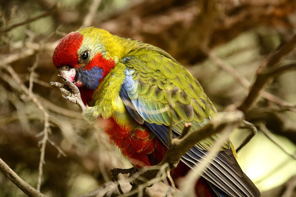 Crimson Rosella, Wilson Promontory National Park, Australia, 2014