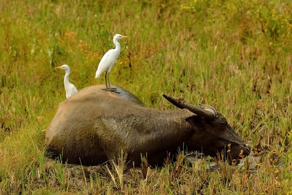  White Herons on Buffalo, Sumatra, Indonesia, 2014