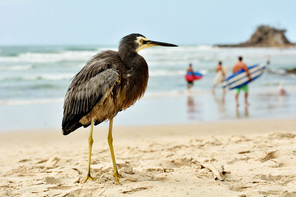 White Faced Heron with Surfers, Byron Bay, Australia, 2014