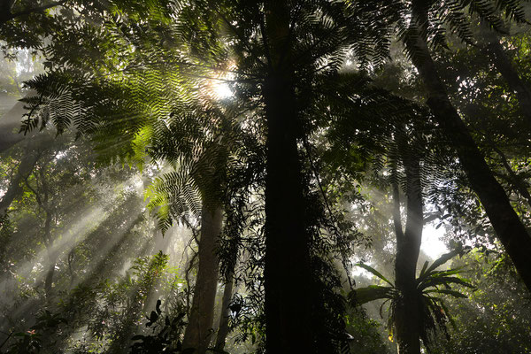 Lamington National Park, Australia, 2014