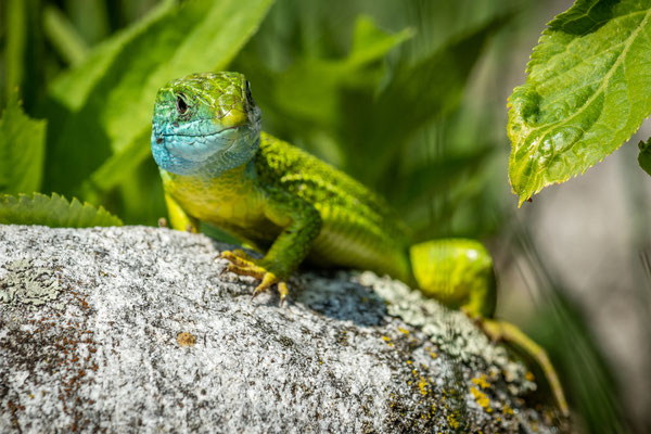 Western Green Lizard, Ticino, Switzerland, 2021