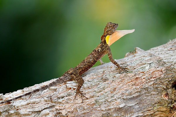Common Flying Dragon (Draco Volans)