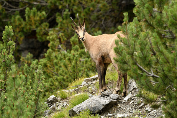 Chamois, Swiss National Park, Switzerland, 2018