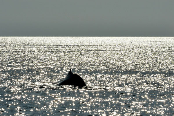 Humpback Whale, Broome, Australia, 2017