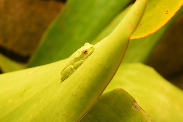 Small green frog..., Seventeen Seventy, Australia, 2014