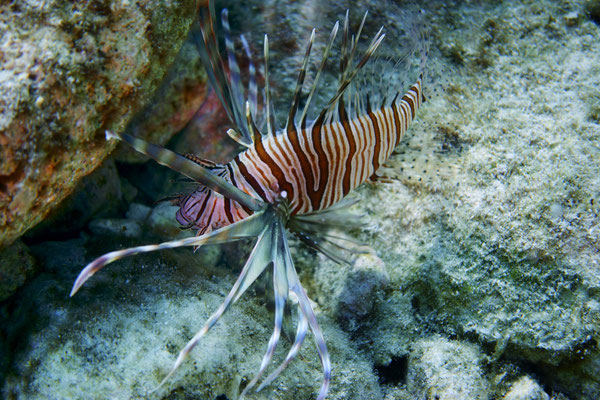 Lionfish, Zakynthos, Greece