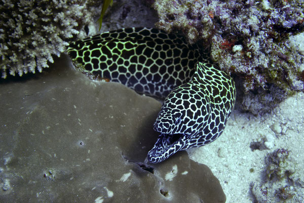 Spotted moray eel, Maldives