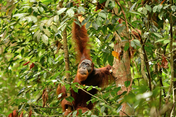 Orangutan, Gunung Leuser National Park, Sumatra, Indonesia, 2014