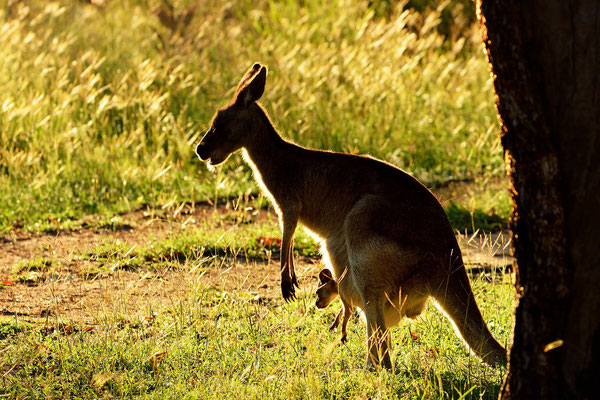 Eastern Grey Kangaroo with Joey, Undara Volcanic National Park, Australia, 2014