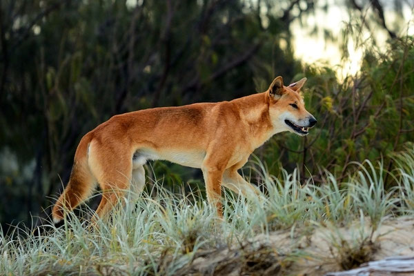 Dingo, Fraser Island, Australia, 2014