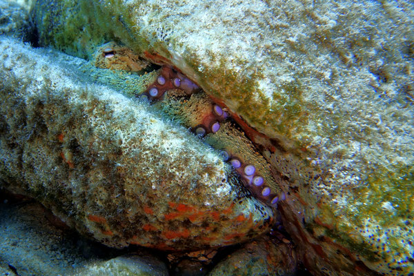Octopus, Zakynthos, Greece