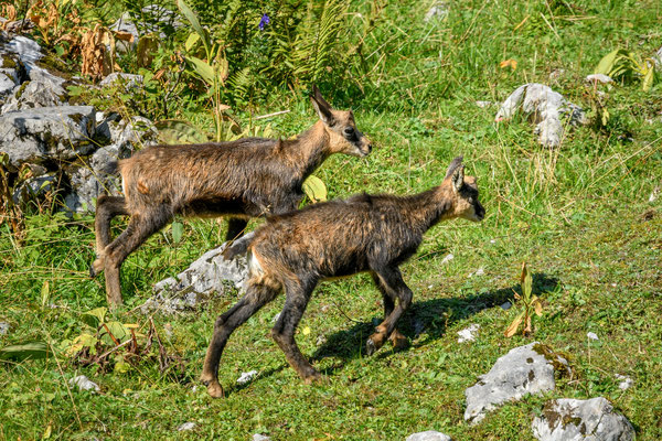 Chamois, Switzerland, 2021