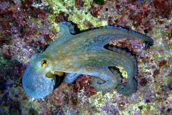 Octopus, Zakynthos, Greece