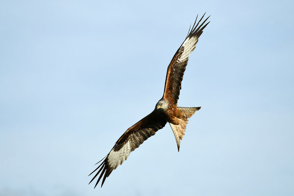 Red Kite, Zürich, Switzerland, 2018